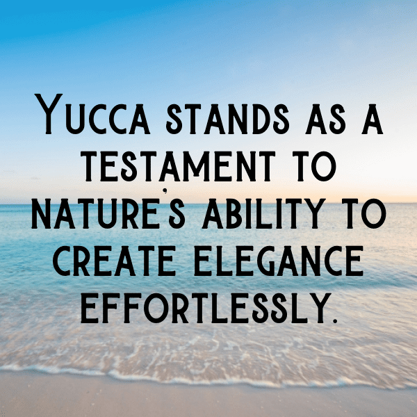 Yucca Captions Image For Instagram-jCdwUu