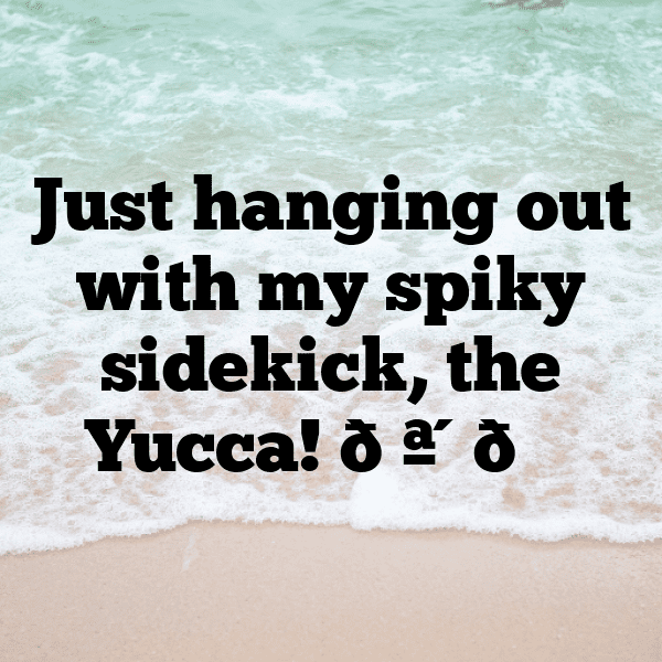 Yucca Captions Photo For Instagram-hDq7KC