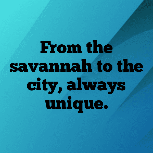 Zebra Captions Photo For Instagram-9wMd7G