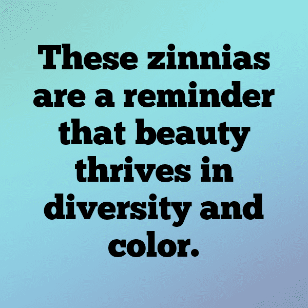 Zinnia Captions Image For Instagram-sCZR1R