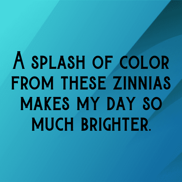 Zinnia Captions Photo For Instagram-GoBm5U