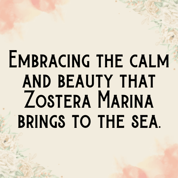 Zostera Marina Captions Image For Instagram-u1Uifa