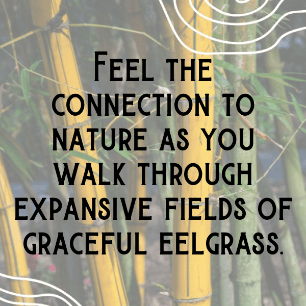 Zostera Marina Captions Photo For Instagram-iBJwsR